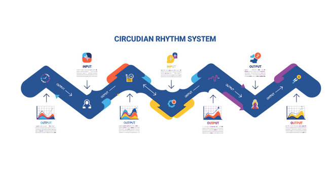 Circadian Rhythm System Infographic: Sleep Cycle, Health, and Biological Clock