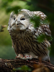 Fototapeta premium Ural owl on branch behind leaves