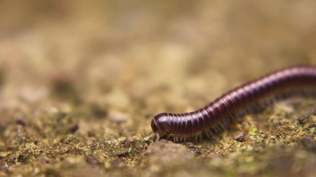 Macro video of juvenile millipede (Trigoniulus corallinus) crawling while feeding, showing cyanide defense used to deter predators in humid habitat