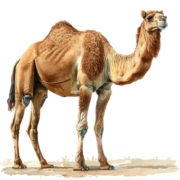 Dromedary Camel, clipart watercolor vector with gentle, isolated on a white background.