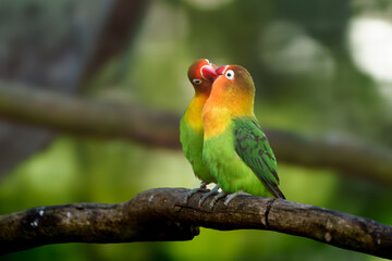 Obraz premium Fischer's lovebird on branch in zoo