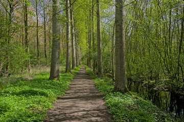 Obraz premium Hiking trail though a lush green spring forest in Vinderhoutse bossen nature reserve, Ghent, Flanders, Belgium 