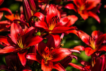 Fototapeta premium Vibrant Floral Blossom Colors Close Up Macro Bokeh