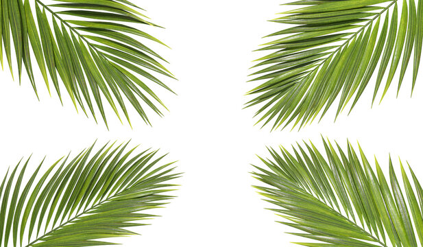 Holiday palm leaves weekend seasonal cutout transparent backgrounds 3d rendering png