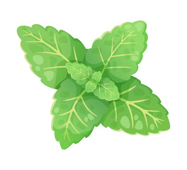 Mint leaf illustration, fresh green herb © Alina