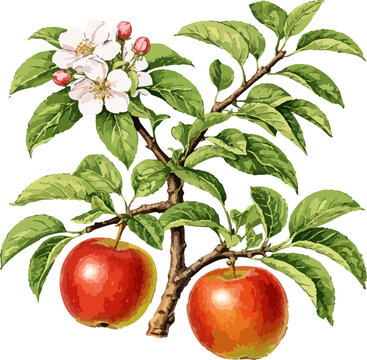 Malus domestica illustration art