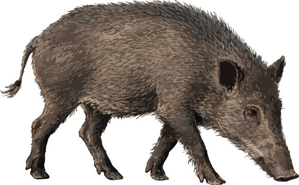 Sus scrofa illustration art