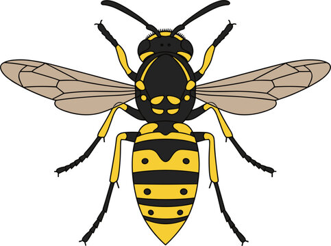 Detailed vector illustration of a common yellowjacket wasp with black and yellow stripes isolated on white background for entomology, pest control, or nature education.
