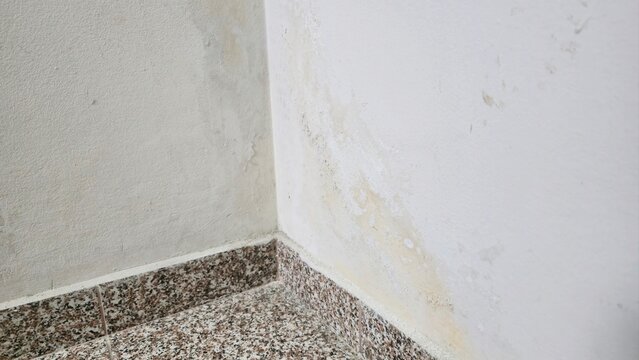 damp wall corner with mold stains and peeling paint, moisture damage in apartment interior, problem of humidity, leakage and poor ventilation conditions