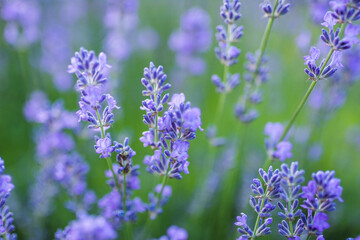 Obraz premium Vibrant Floral Blossom Colors Close Up Macro Bokeh