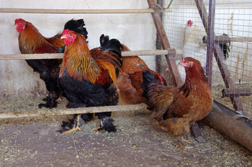 Brahma hens and rooster, in the poultry farm aviary, poultry farming © pavlobaliukh