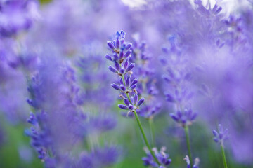 Obraz premium Vibrant Floral Blossom Colors Close Up Macro Bokeh