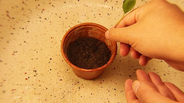 Mango Root Rot