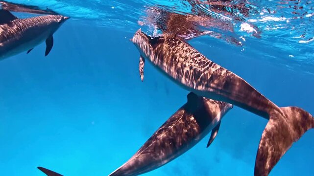 dolphin in the water