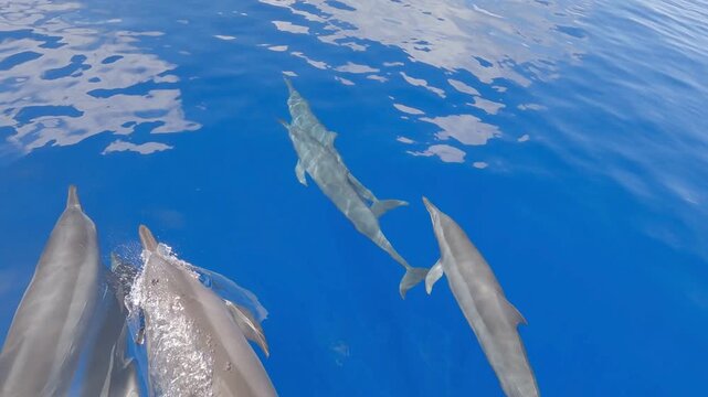dolphine in the sea