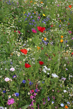 Bunte Blumenwiese