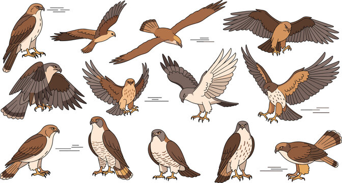 Majestic eagle and hawk vector illustration set featuring various birds of prey in flying and perched poses for wildlife conservation and nature branding projects.