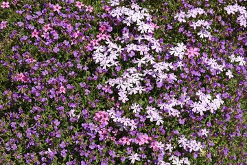 Obraz premium White, pink and purple flowers of Phlox subulata, evergreen perennial plant, in sprintime. It is also know as creeping phlox or moss phlox