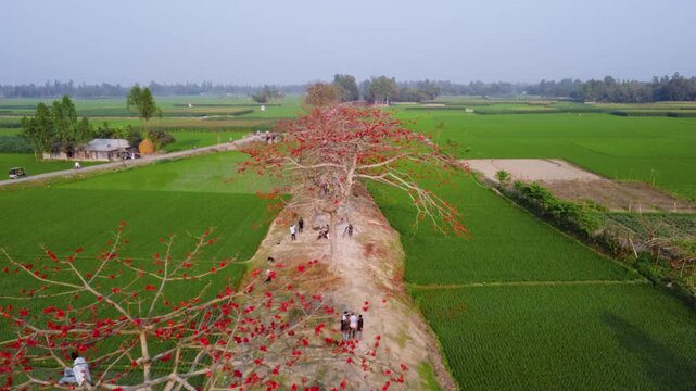 Tranquil Village Life: 4K Drone Orbit of Scenic Silk Cotton Trees and Farmland in Bangladesh
