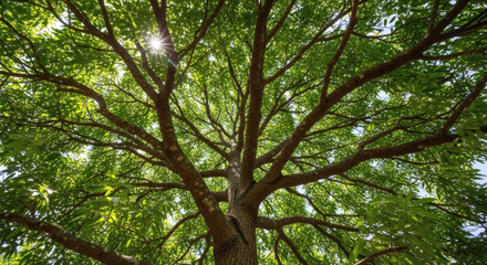 Obraz premium green leaves in the forest