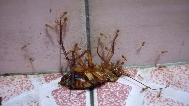 cockroaches and ants
