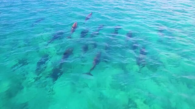 group of dolphine swimming