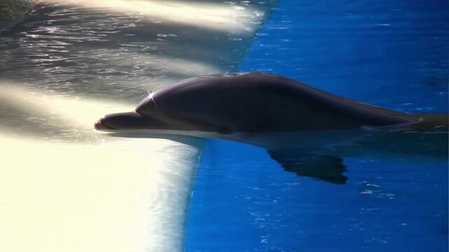 dolphin in the water