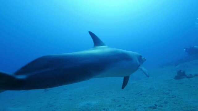 shark in the sea