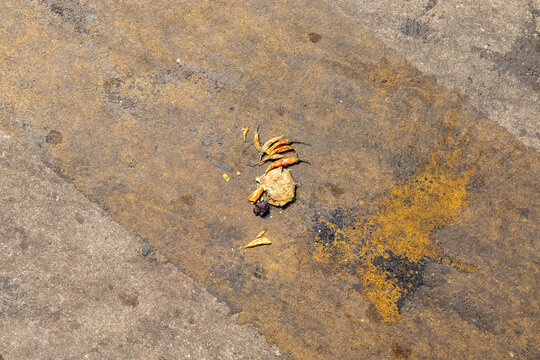 Dropped nimbu mirchi on wet concrete pavement, dried lemon chili scraps abstract urban grunge texture background