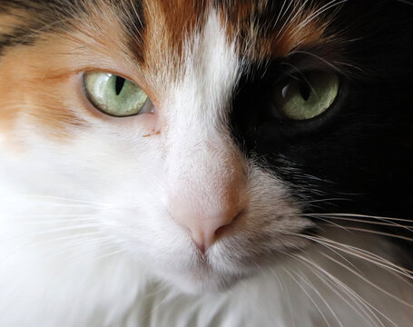 Close-up portrait of calico cat with vivid green eyes