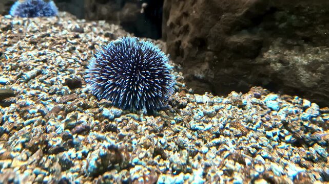 sea urchin on the sea