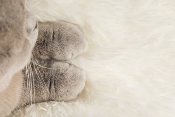 cute kitten on a light background © Svetlana
