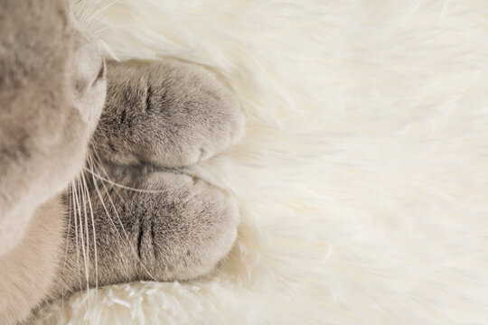 cute kitten on a light background