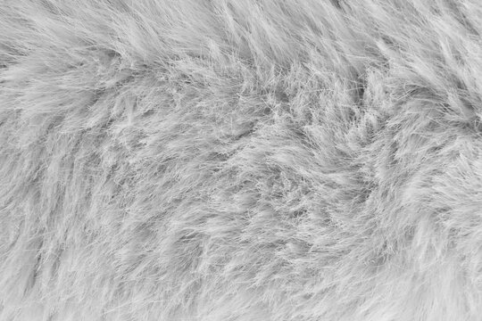 gray fur background close up