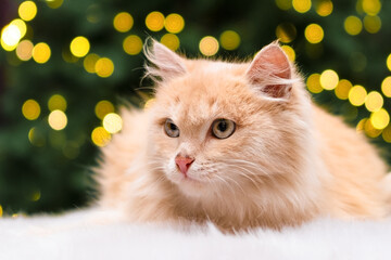 Cute red kitten on Christmas background with bokeh © Svetlana