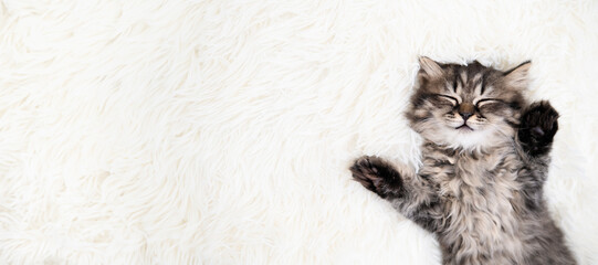 cute cat on a light background © Svetlana