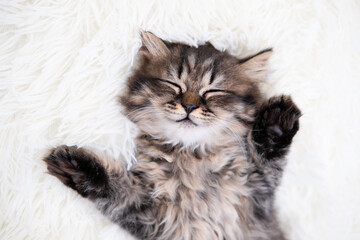 cute cat on a light background © Svetlana