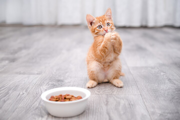 portrait of a cute little red kitten © Svetlana