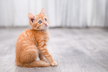 portrait of a cute little red kitten © Svetlana