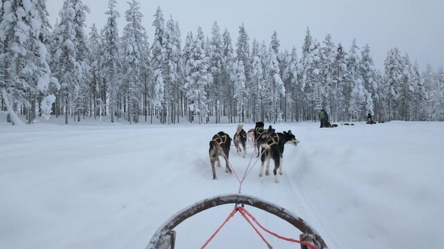 Embark on an exhilarating journey through the snowy landscapes of Akaslompolo, Lapland. Marvel at the majestic trees wrapped in white as huskies pull you through this winter paradise.