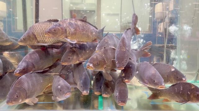 fresh fish  and seafood in supermarket