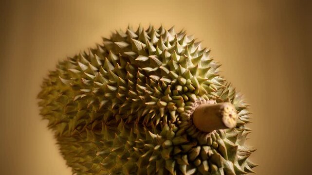 Macro Extreme Close-up of Durian Fruit Thorny Husk with Pedicel Stem on Golden Background, Exotic King of Fruits Texture