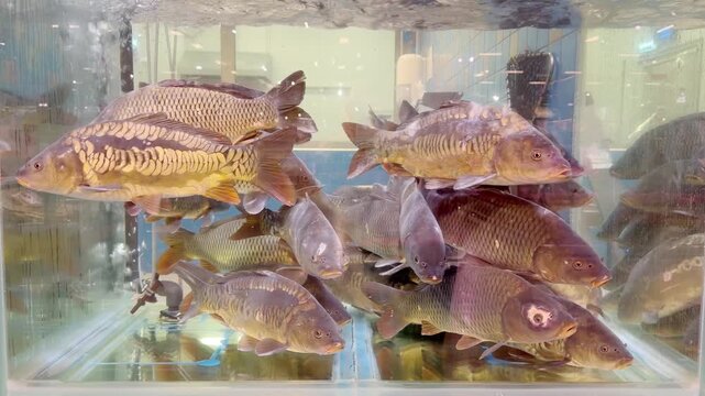 fresh fish  and seafood in supermarket