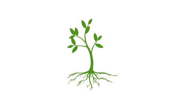 growing plant timelapse animation. growth process. tree evolution