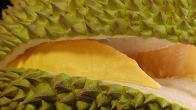 Macro Close-up of Opening Fresh Durian to Reveal Creamy Golden Yellow Flesh, Thorny Husk Texture, King of Fruits, Food Ads