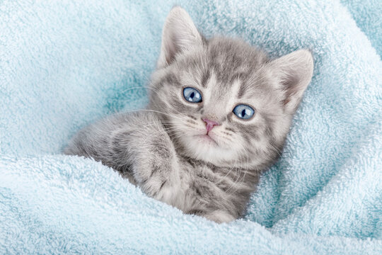 cute kitten on a light background