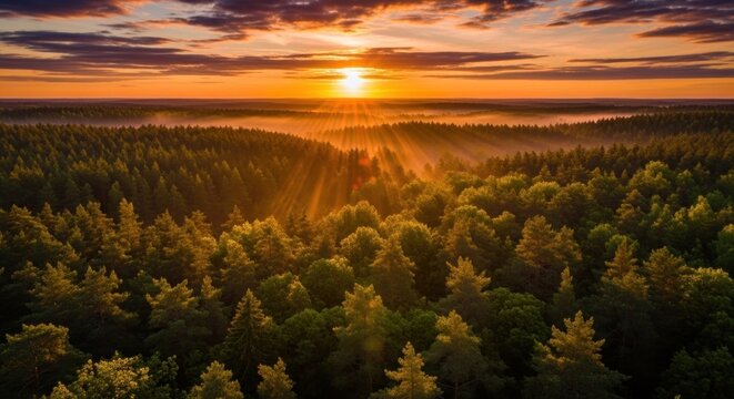 Matahari Terbit Keemasan di Atas Hutan
