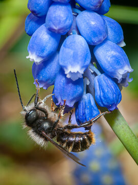 Male European orchard bee (Osmia cornuta) on grape hyacinth flowers