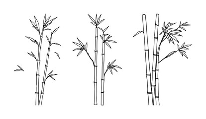 Fototapeta premium Bamboo stalks line art set with simple line art design featuring sketches, drawings, vector graphics with minimalist and simple illustrations