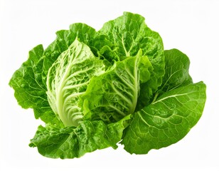 Obraz premium Fresh green romaine lettuce head on white background